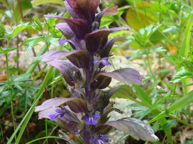 Живучка пирамидальная - Ajuga pyramidalis
