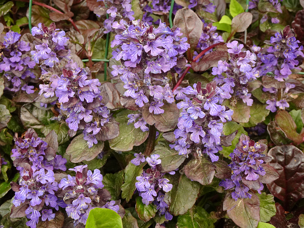 Живучка ползучая - Ajuga reptans