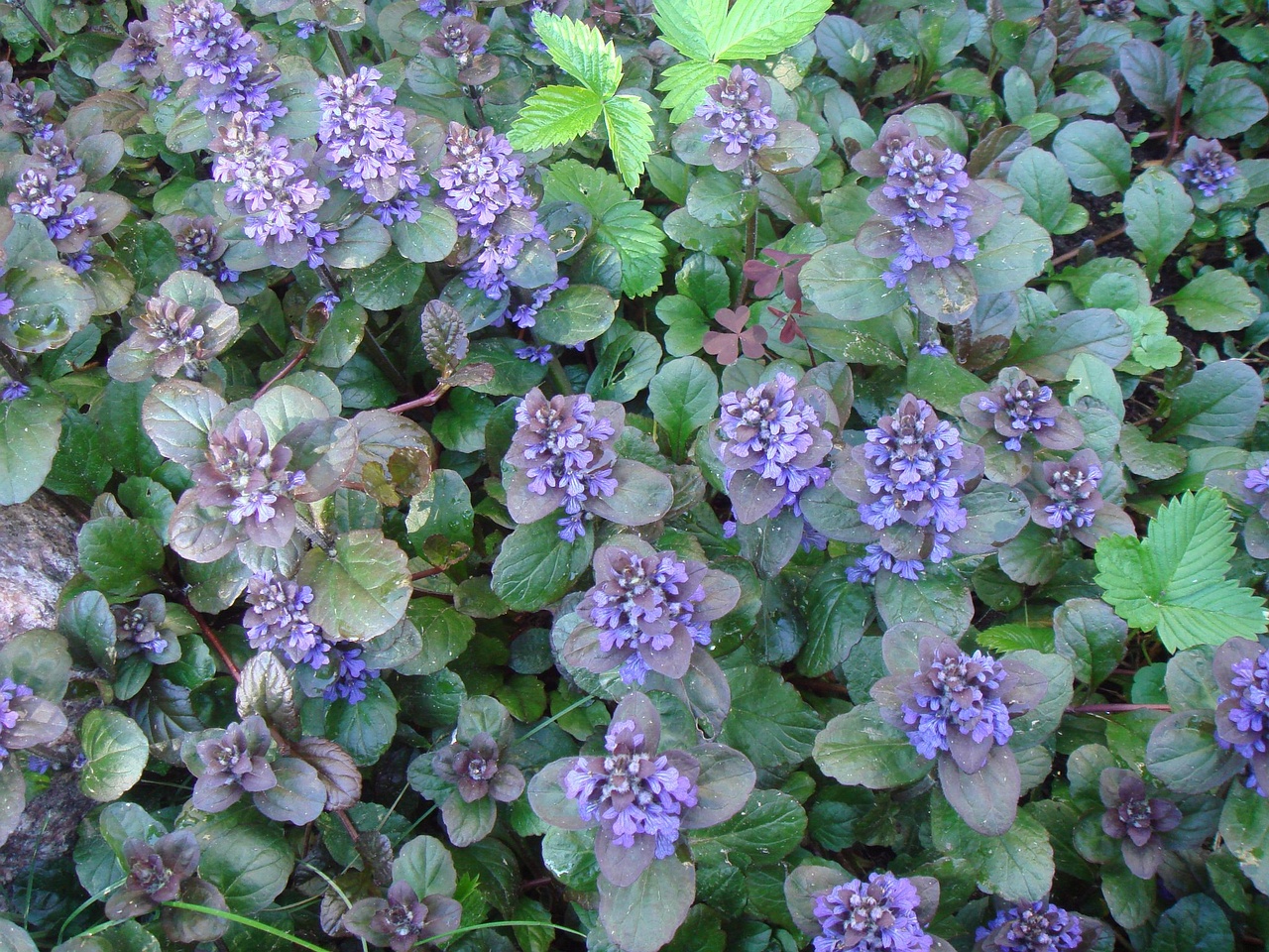 DSC00881