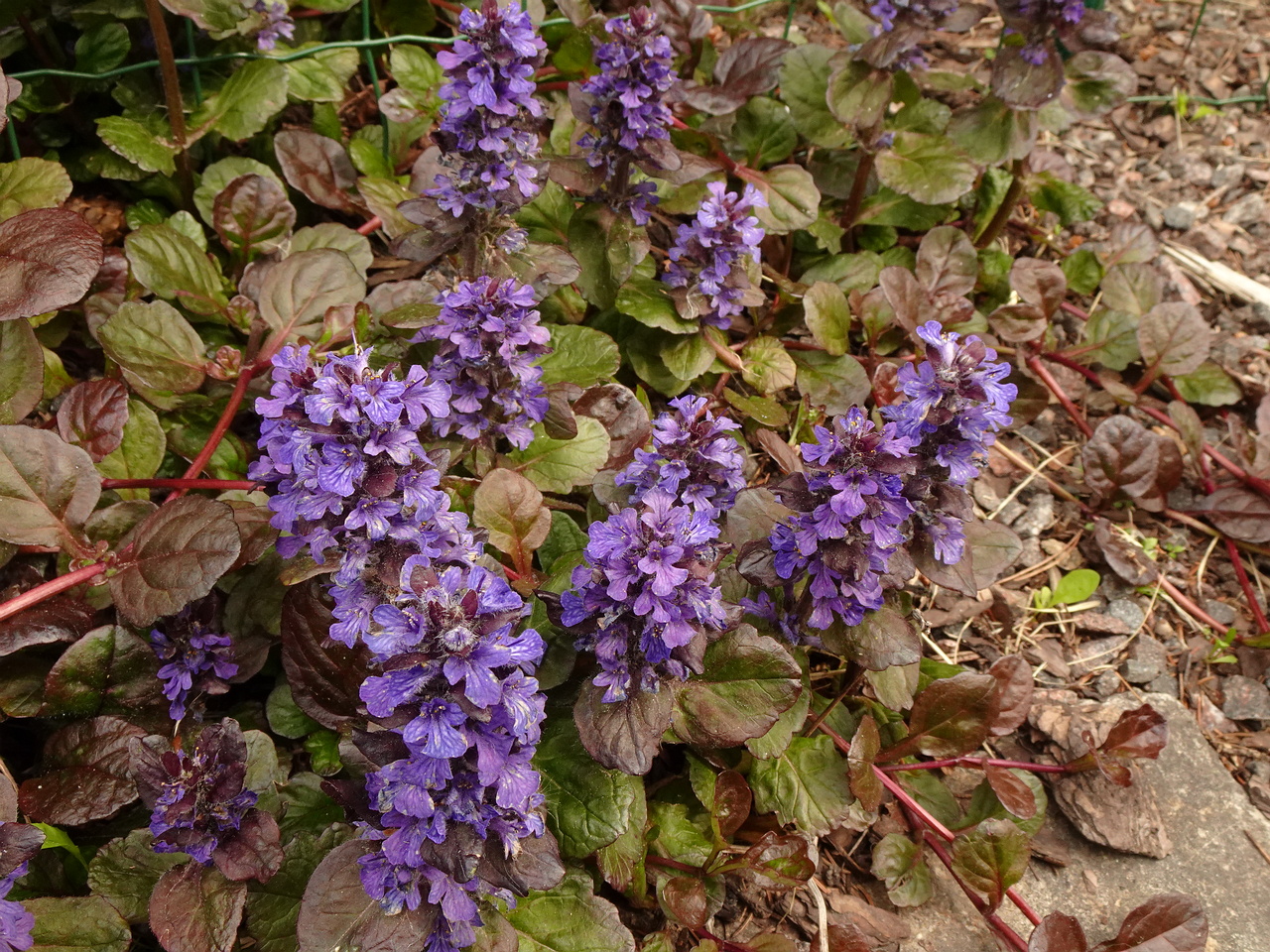 DSC04089