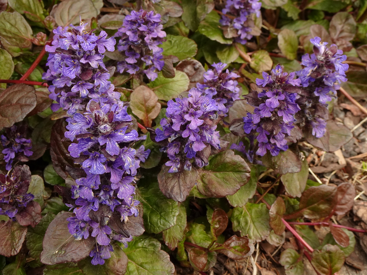DSC04090