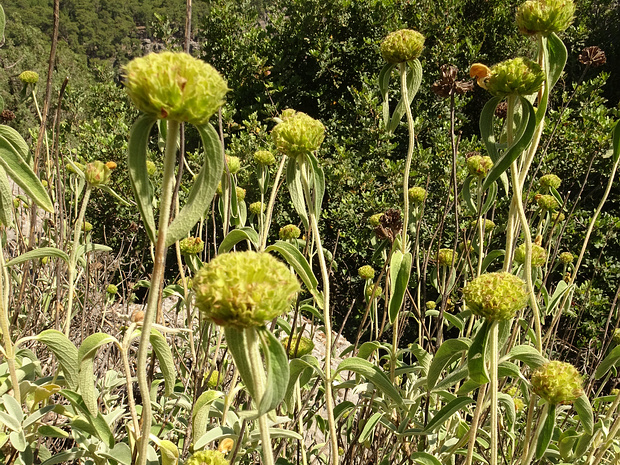 Зопник Рассела - Phlomis russeliana