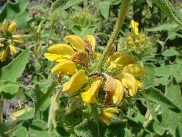 Зопник бургей - Phlomis bourgaei