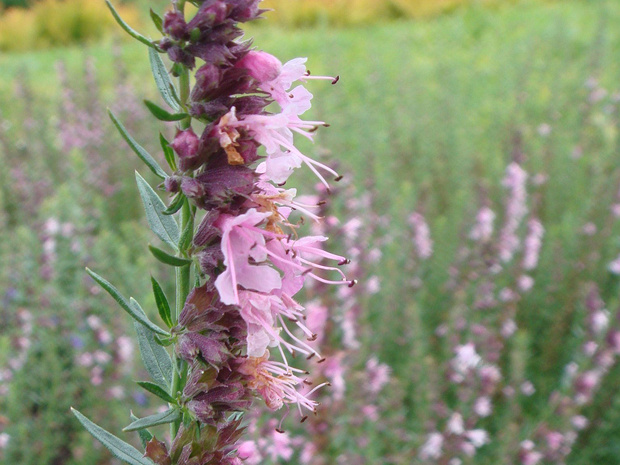 Иссоп лекарственный розовая форма - Hyssopus officinalis f. rosea