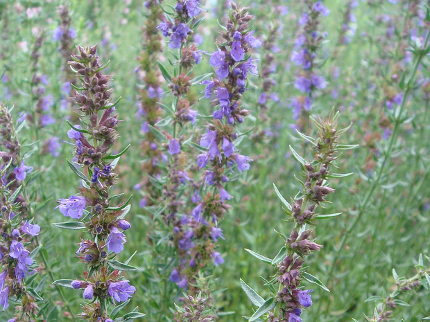 Иссоп лекарственный - Hyssopus officinalis