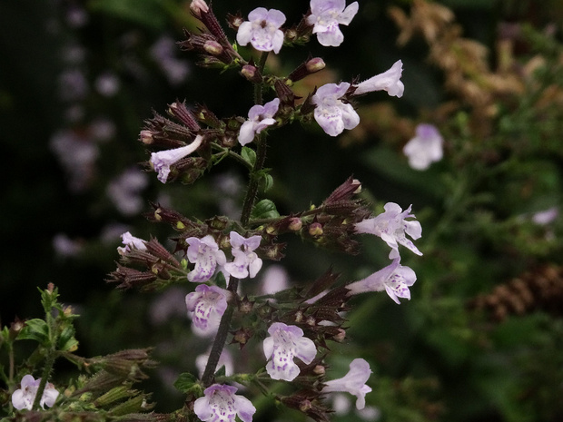 Каламинта котовниковая 'Синее Облако' - Calamintha nepeta 'Blue Cloud'