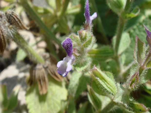 Каламинта котовниковая - Calamintha nepeta