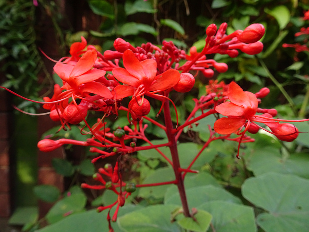 Клеродендрум Буханана - Clerodendrum buchananii