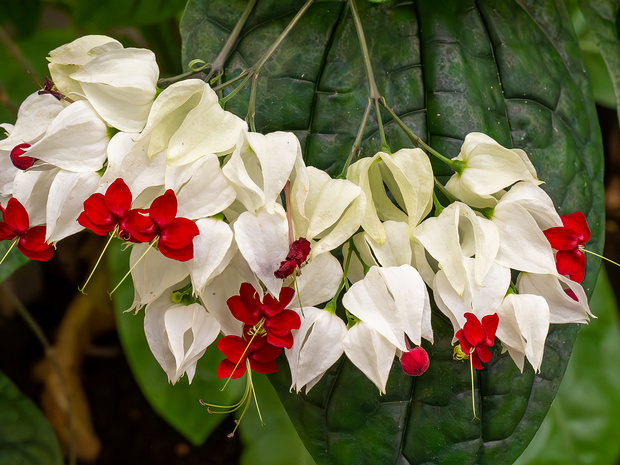 Клеродендрум Томсона - Clerodendrum thomsoniae