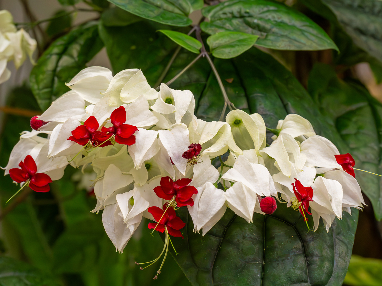 Clerodendrum thomsoniae _2025-04-12_1-3