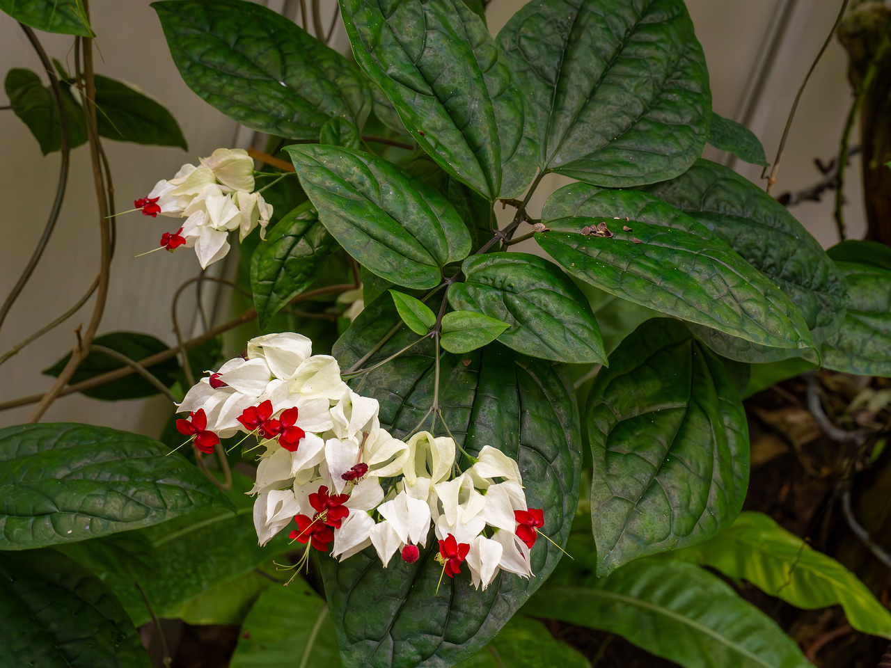 Clerodendrum thomsoniae _2025-04-12_1-4