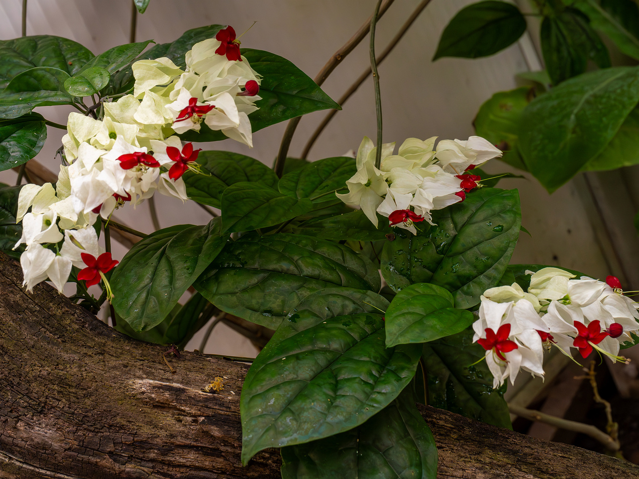 Clerodendrum thomsoniae _2025-04-12_1-5