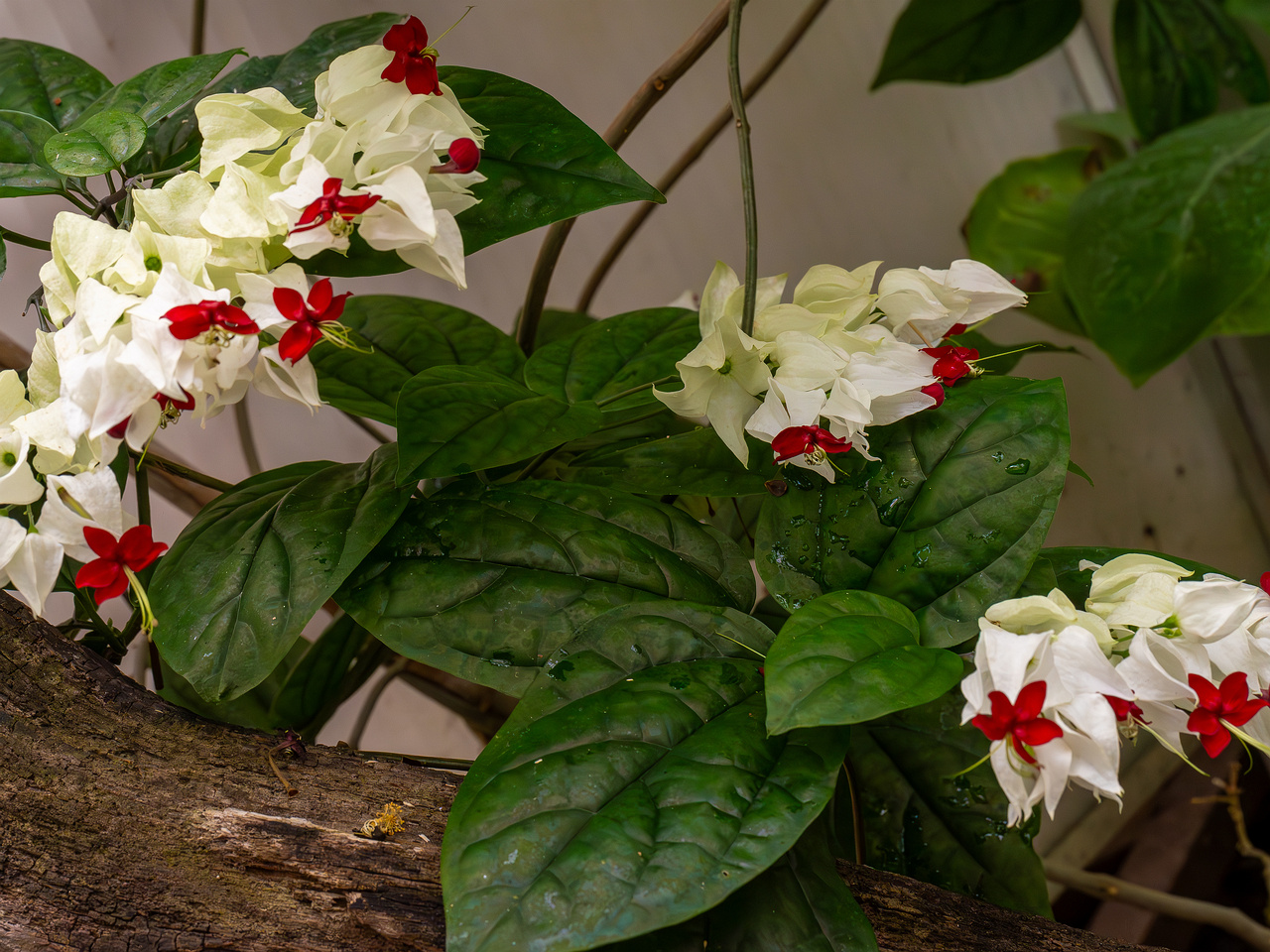 Clerodendrum thomsoniae _2025-04-12_1-6