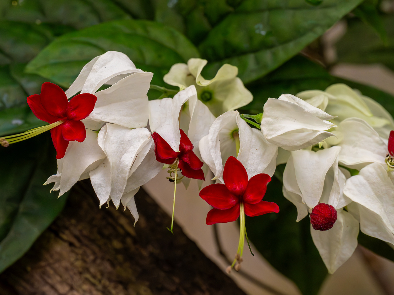 Clerodendrum thomsoniae _2025-04-12_1-7