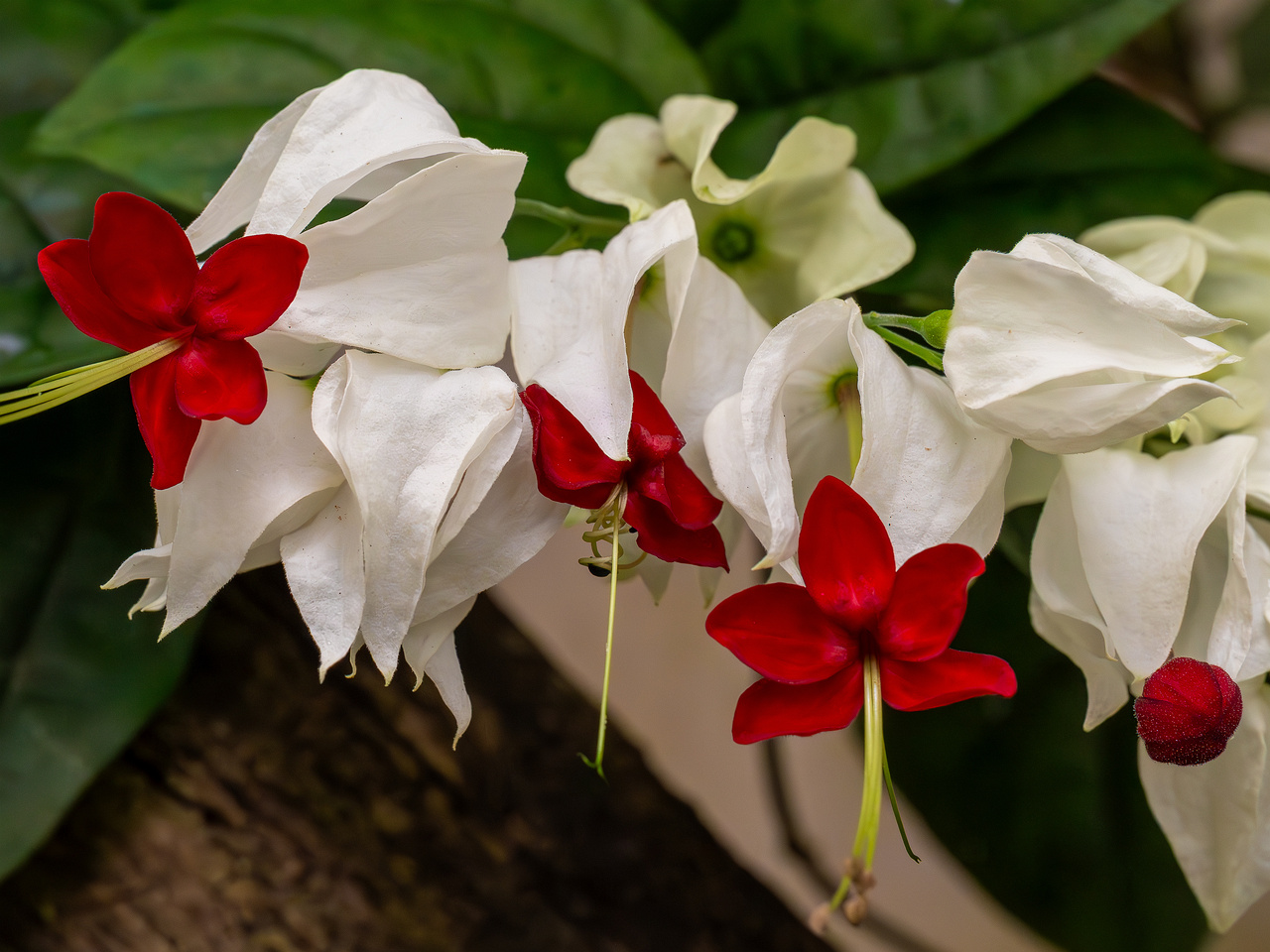 Clerodendrum thomsoniae _2025-04-12_1-8