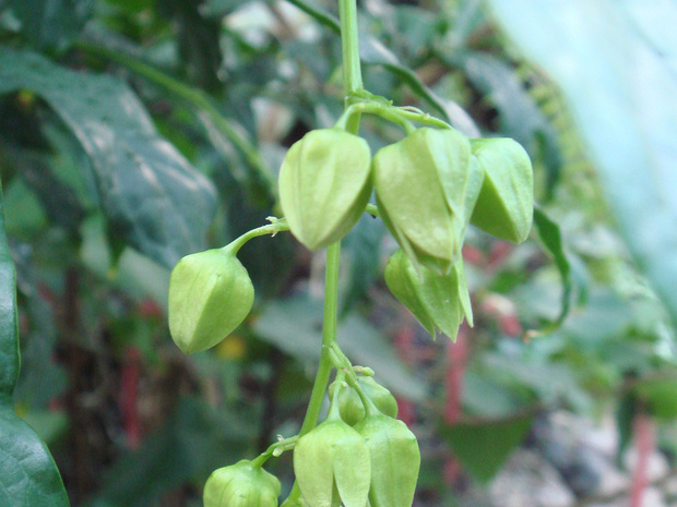 Клеродендрум Уоллича - Clerodendrum wallichii