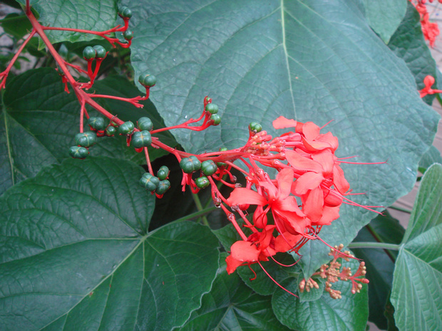 Клеродендрум прекраснейший - Clerodendrum speciosissimum