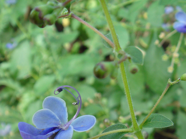 Клеродендрум угандийский - Clerodendrum ugandense