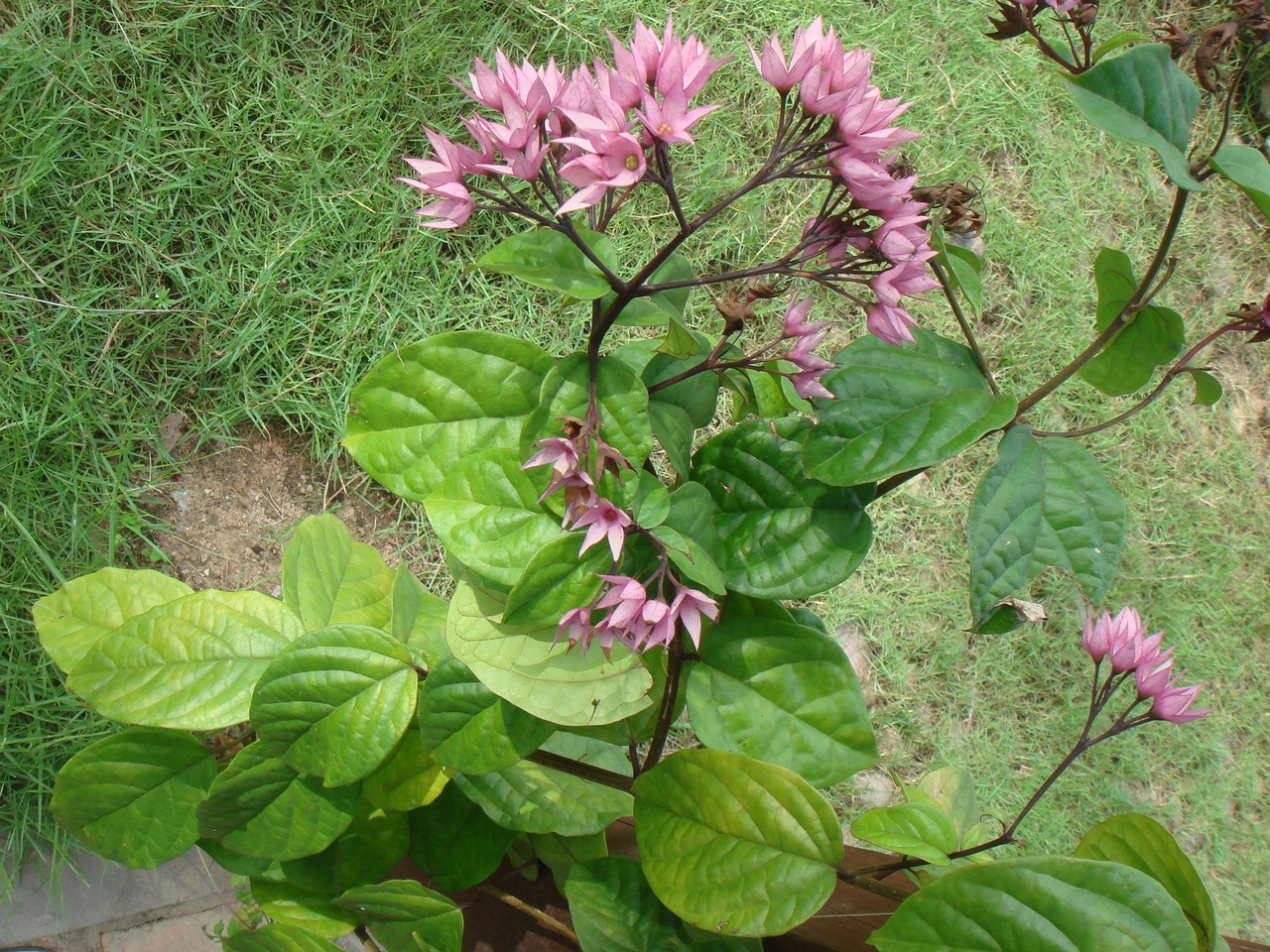DSC05521
