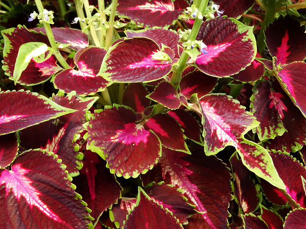 Колеус Блюме - Plectranthus scutellarioides