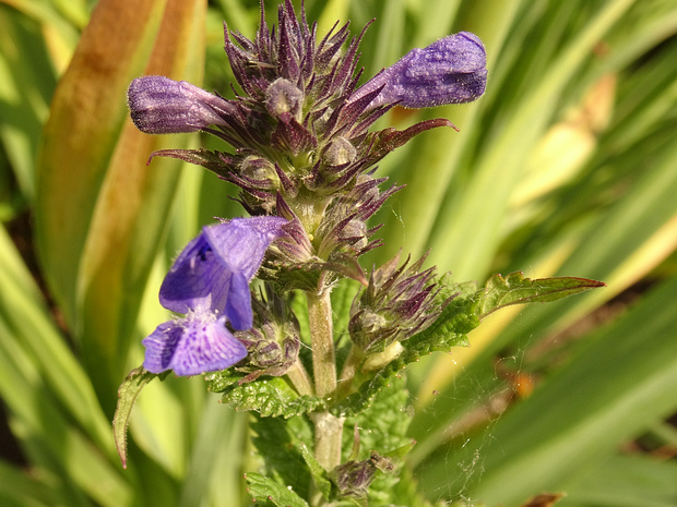 Котовник жильчатый 'Нептун' - Nepeta nervosa 'Neptune'