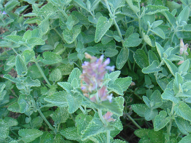 Котовник x Фаассена - Nepeta x faassenii