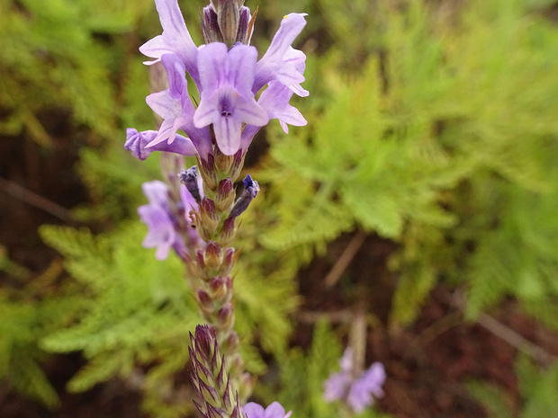 Лаванда канарская - Lavandula canariensis