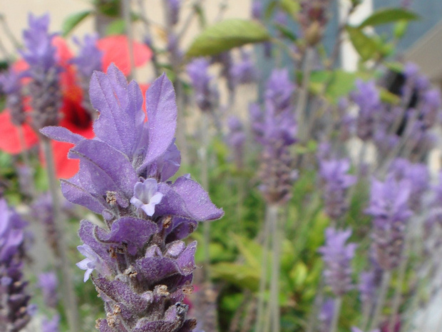 Лаванда стэхадская подвид канардская - Lavandula stoechas subsp. cariensis
