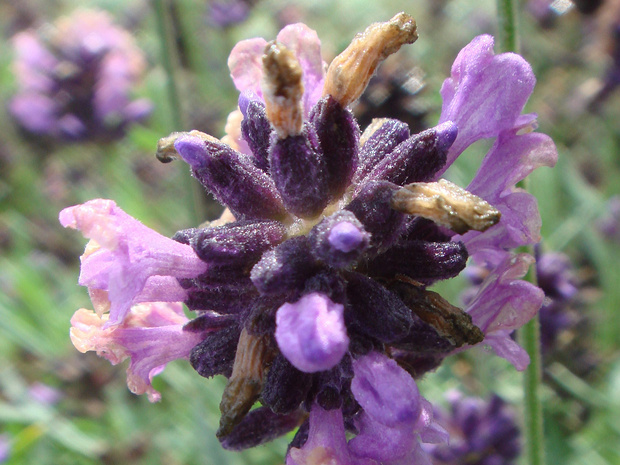 Лаванда узколистная - Lavandula angustifolia