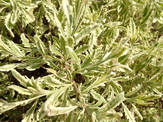 Лаванда x Алларда 'Меерло' - Lavandula x allardii 'Meerlo'