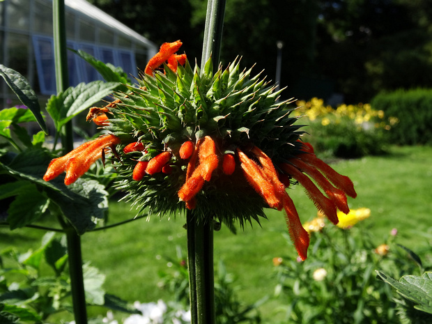 Леонотис котовниколистный 'Креветочный Коктель' - Leonotis nepetifolia 'Shrimp Cocktail'