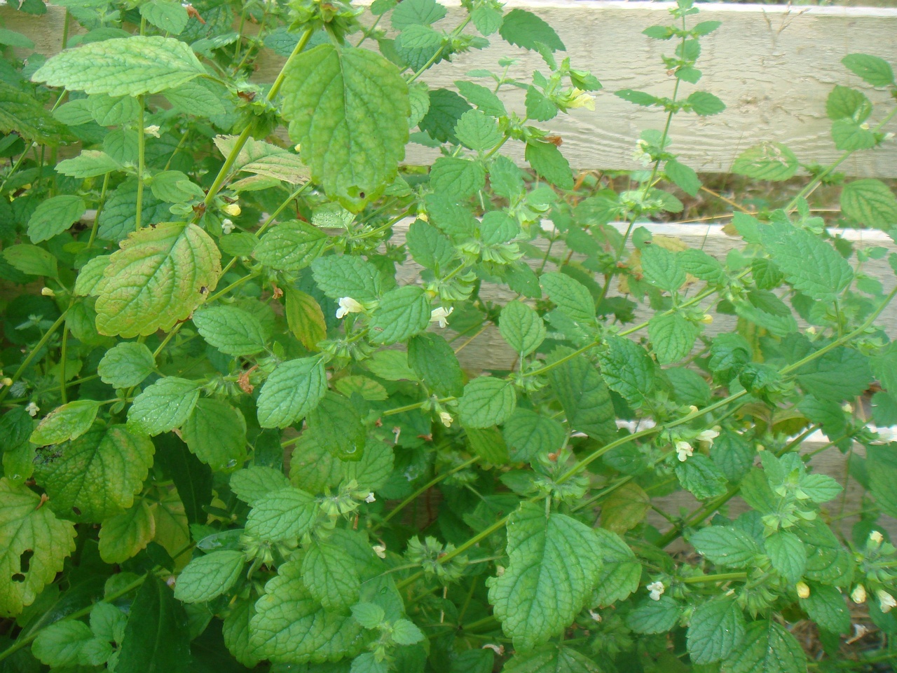 DSC01155