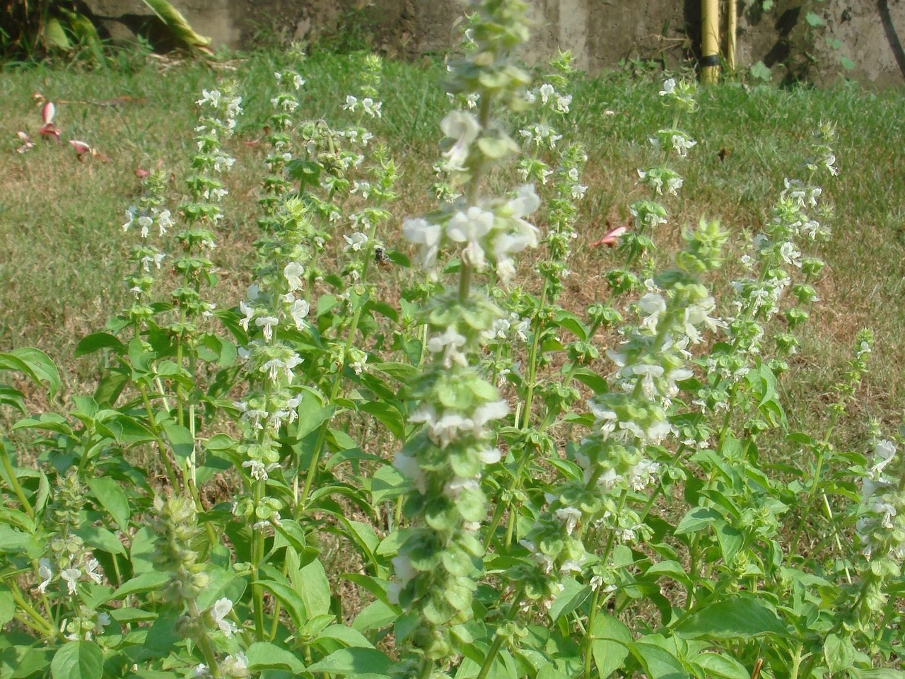 DSC04605