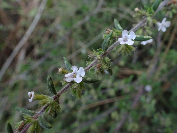 Микромерия иссополистная - Micromeria hyssopifolia
