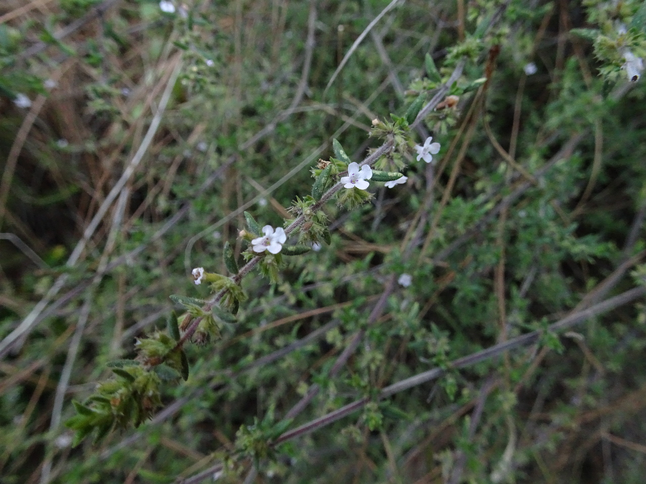 DSC05998