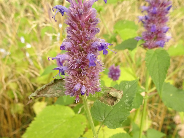 Многоколосник фенхельный - Agastache foeniculum
