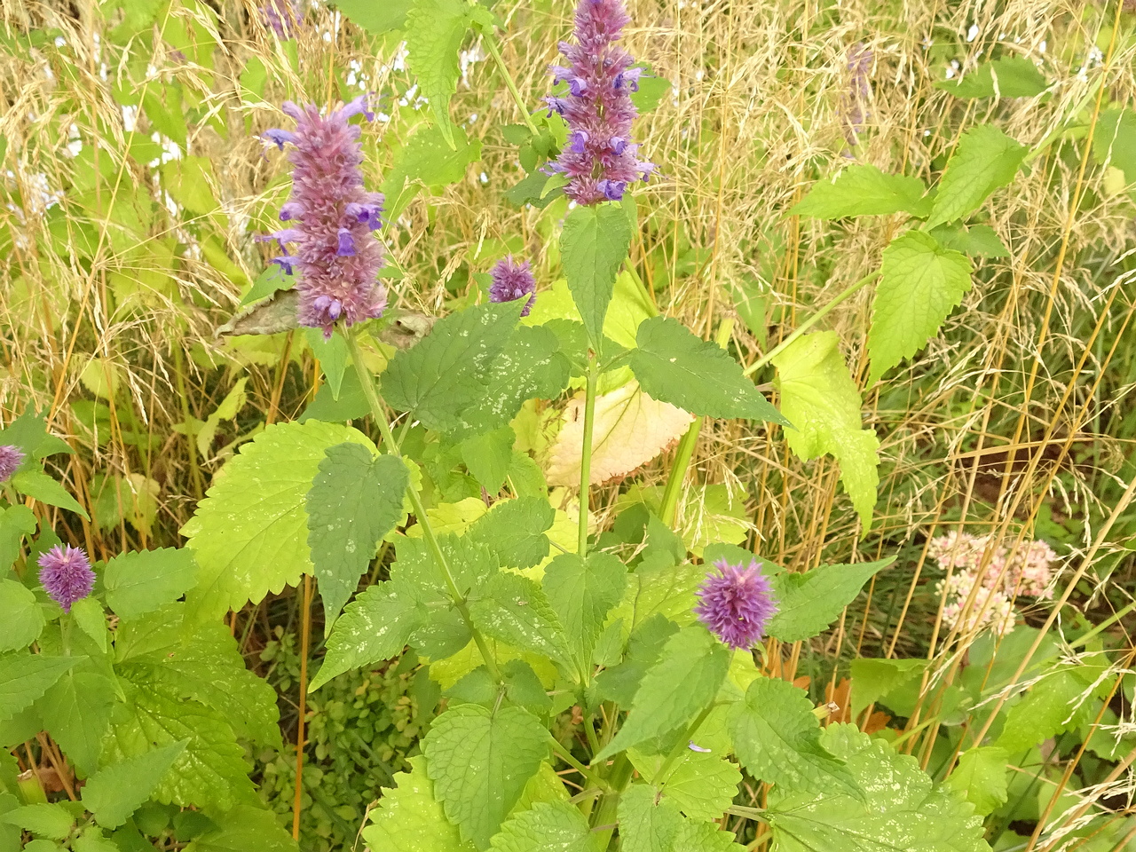 DSC01101