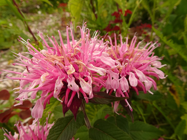 Монарда двойчатая - Monarda didyma