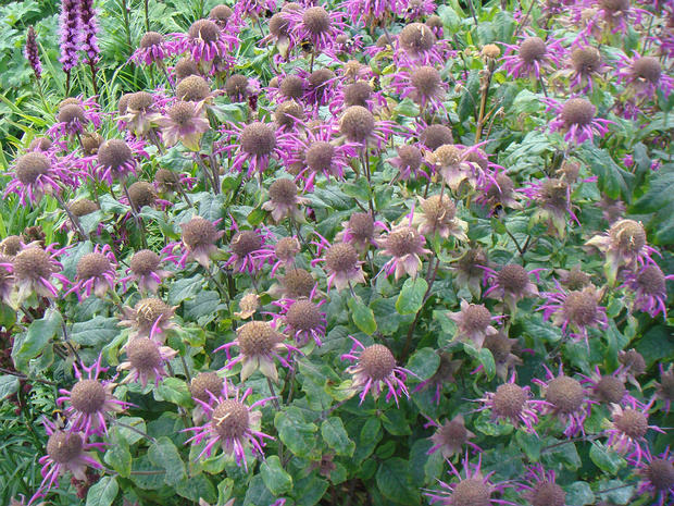 Монарда дудчатая - Monarda fistulosa