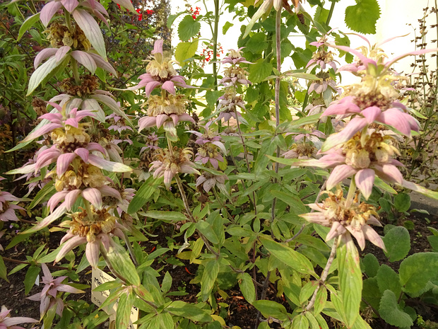 Монарда точечная - Monarda punctata