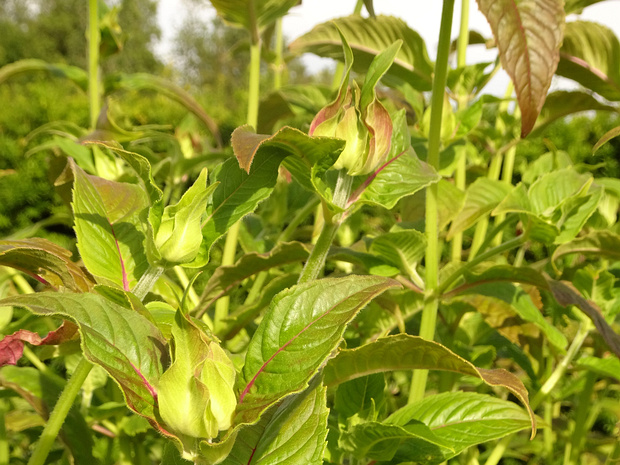 Монарда x гибридная 'Кардинал' - Monarda x hybrida 'Kardinal'