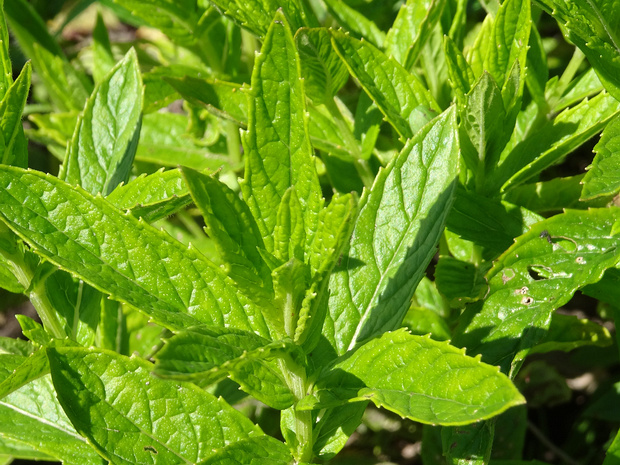 Мята длиннолистная - Mentha longifolia