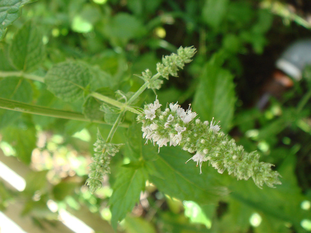 Мята колосистая - Mentha spicata
