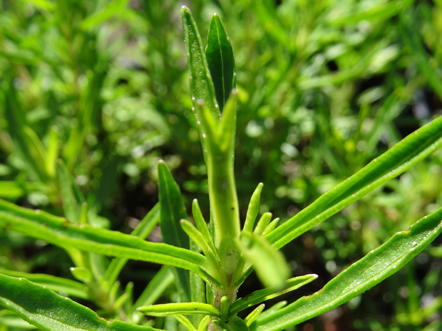 Мята красно-бурая - Mentha cervina