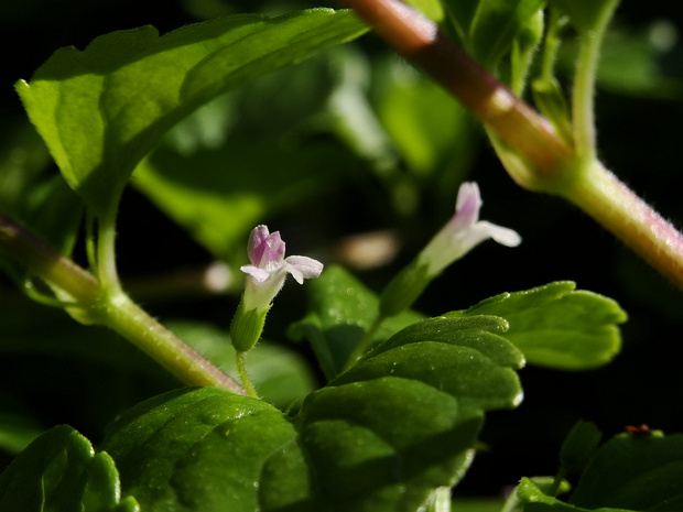 Пахучка Дугласа - Clinopodium douglasii