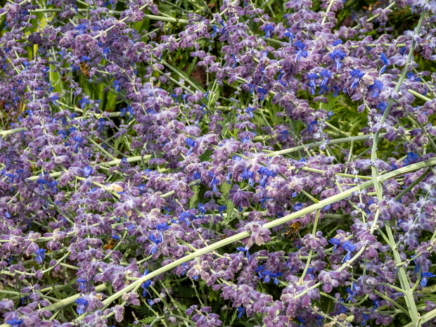 Перовския лебедолистная - Perovskia atriplicifolia