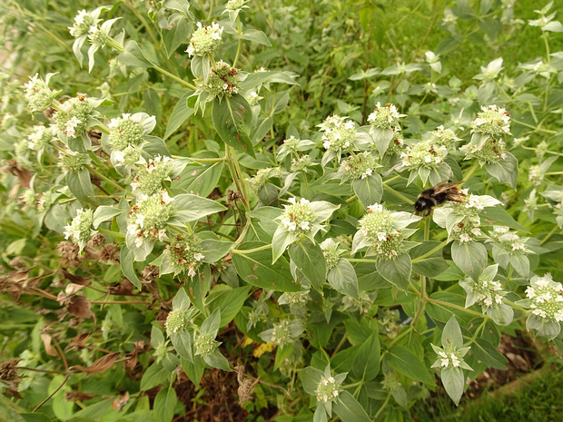 Пикнафемум тупой - Pycnanthemum muticum