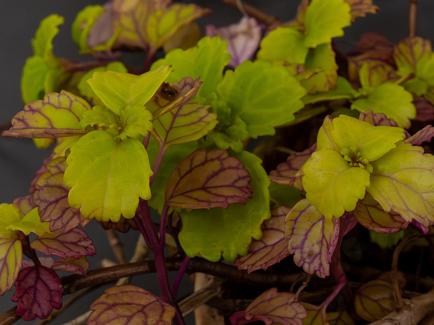 Плектрантус мутовчатый - Plectranthus verticillatus
