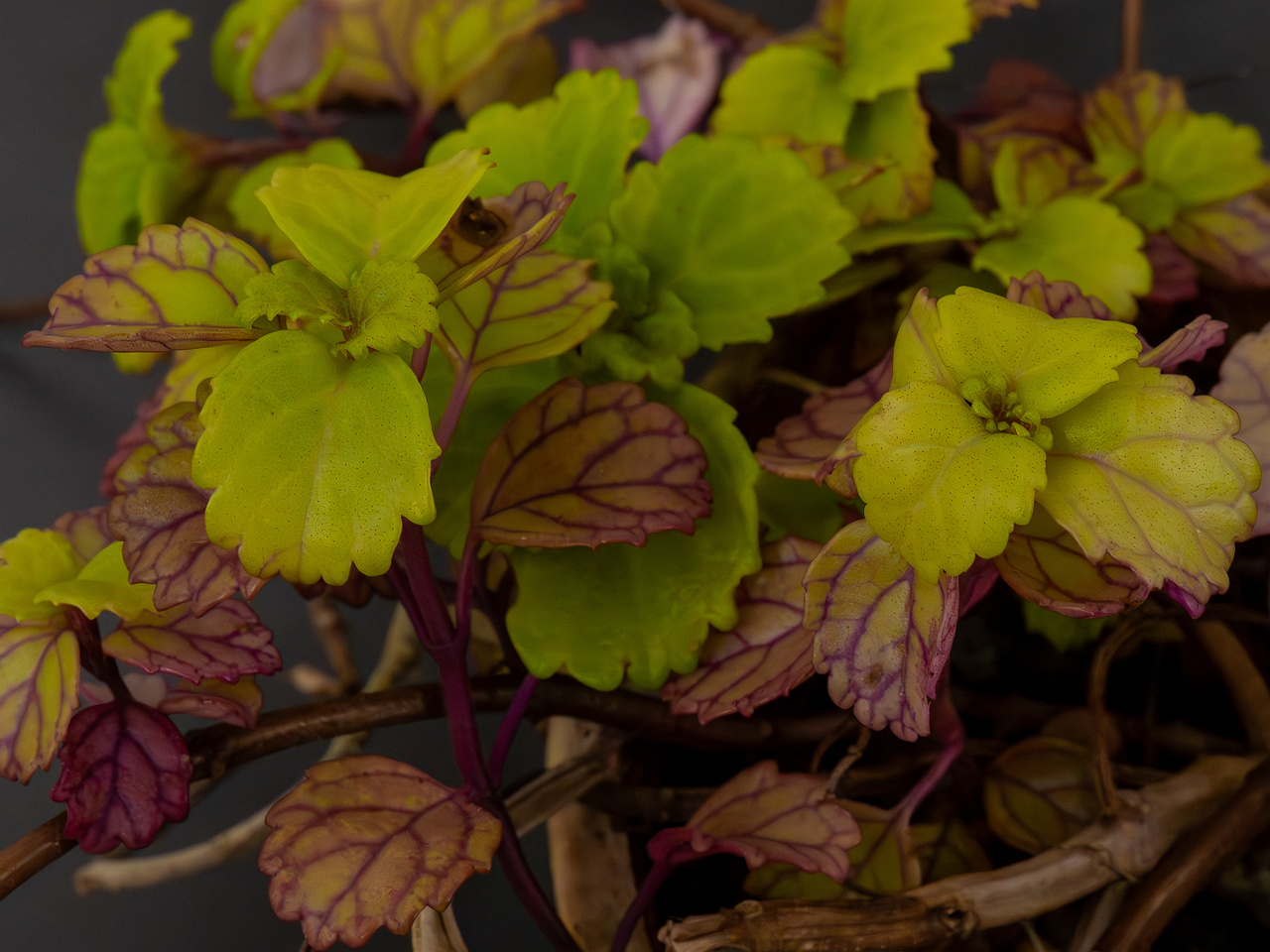 Plectranthus verticillatus _2025-04-12_1-1