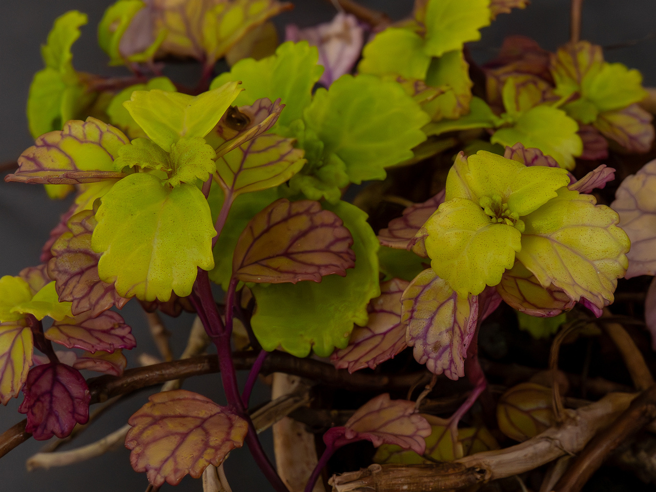Plectranthus verticillatus _2025-04-12_1-2